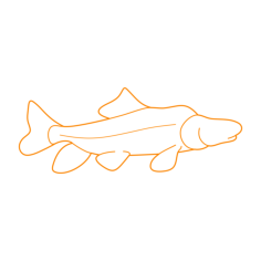 Animals Freshwater Fish Razorback Sucker Drawing Svg Vector, Free Vectors File